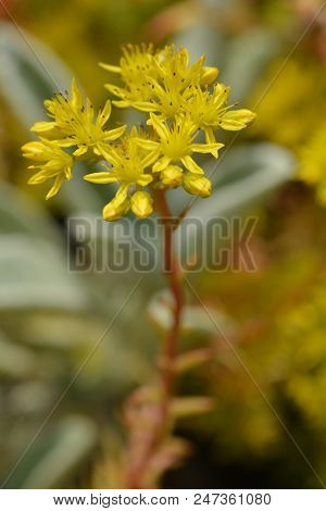 Reflexed Stonecrop Yellow Flower - Latin Name - Sedum Reflexum