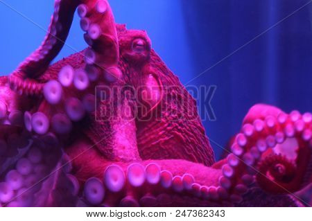 Giant Live Octopus In Neon Light In Aquarium