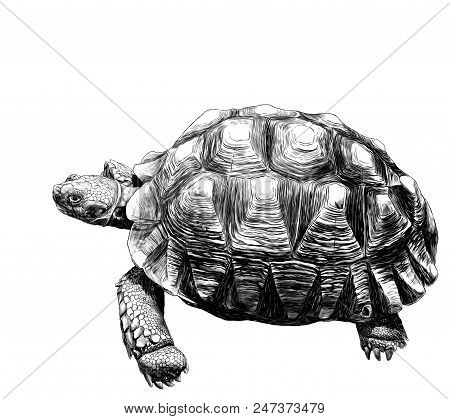 Large Land Turtle With Beautiful Relief Shell