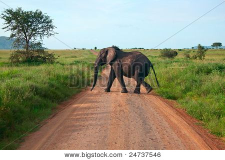 Único elefante andando na estrada
