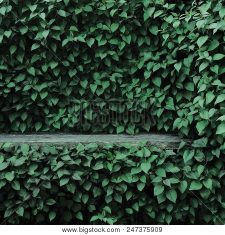 Syringa Vulgaris Common Lilac Plants Green Leaf Hedge Background, Old Aged Dark Gray Weathered Woode