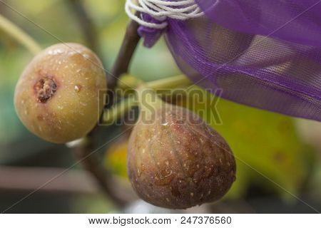 Young Figs