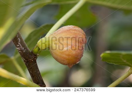 Young Figs