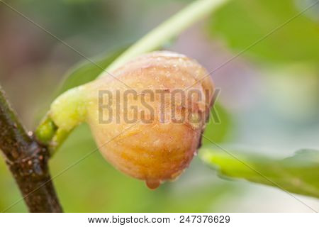 Young Figs