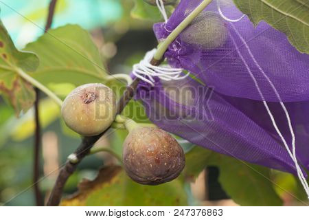 Young Figs