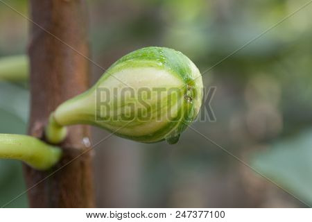 Young Figs