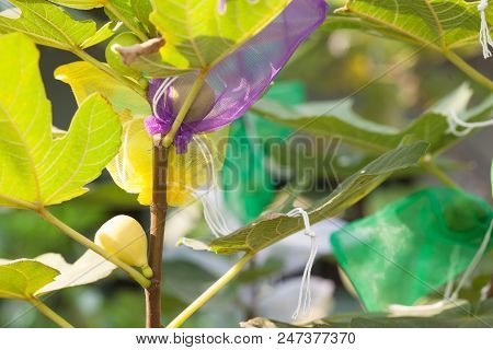 Figs Fruit In Wrapping Bag