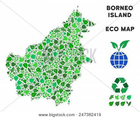Ecology Borneo Island Map Composition Of Herbal Leaves In Green Color Tinges. Ecological Environment