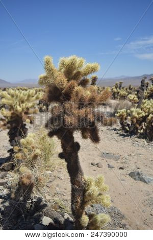 Cholla Cactus On A Beautiful Desert Landscape.