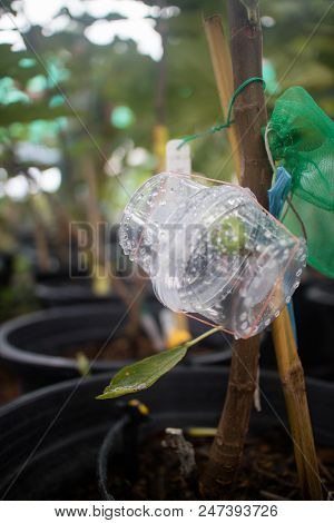 Organic Figs Fruit In Wrapping Box Insect Protector