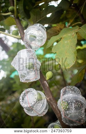 Organic Figs Fruit In Wrapping Box Insect Protector
