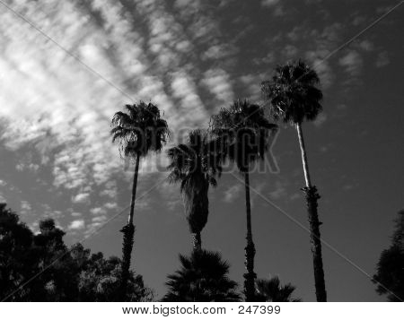 Santa Barbara