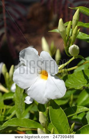 White Mandevilla Flower - Latin Name - Mandevilla Boliviensis