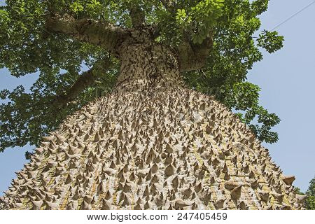 Close-up Detail Of Large Trunk On Silk Floss Tree Ceiba Speciosa With Spiky Thorns And Leafy Canopy