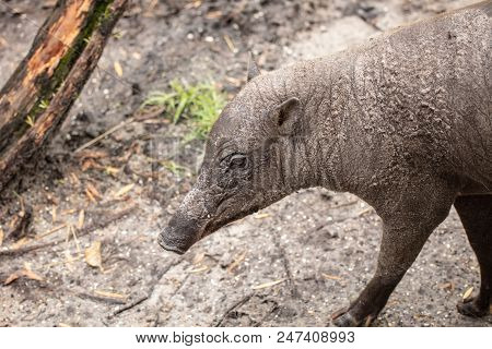 Babirusa Female Gets A Close Up Profile