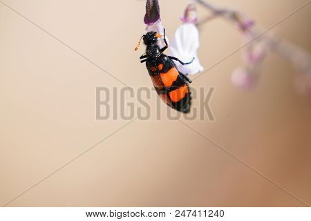 Red And Black Striped Flower Beetle Feeding On Flower In Selective Focus