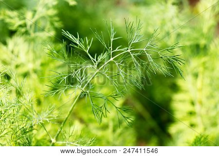 Fresh Green Dill Branch Close-up On A Green Background