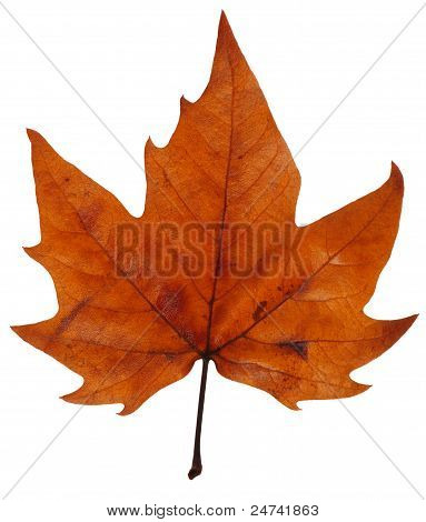 Folha de Maple no Outono
