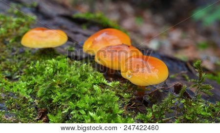 Flammulina Velutipes Mushroom, Edible Enokitake In The Forest