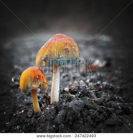 Rare Coprinellus Saccharinus Mushrooms In The Wild