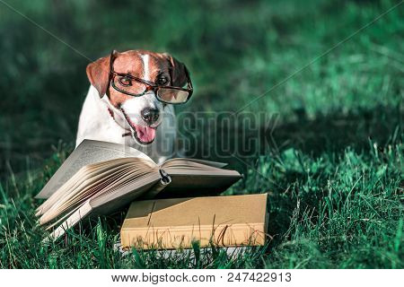Cute Pet Jack Russel Terrier With Eyeglasses Sitting Outside On Green Grass Next To An Open Book. Do