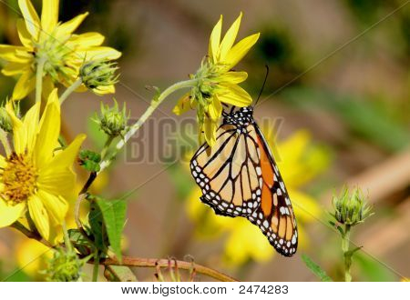 Monarch motýl