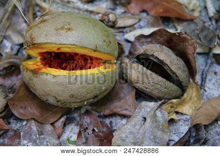 Seedpod On The Jungle Floor At Tikal, Guatemala