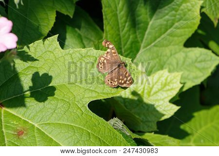 Speckled Wood Butterfly With A Torn Wing On A Leaf