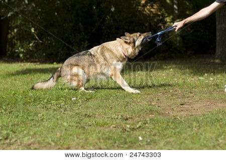 Nagy kutya rángatja egy kötélen