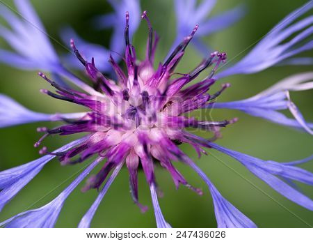 Blue Spidery Flower With Reddish Centre Of Mountain Bluet In High Tatras. Slovakia. Centaurea Montan