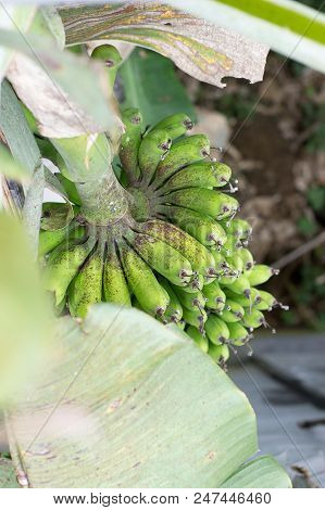 Banana Palm In Nature With Focus On Bananas