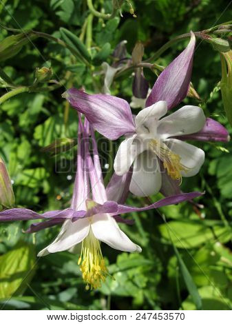 Flowers Of White And Purple Aquilegia In The Spring Garden. Gardening In Ukraine