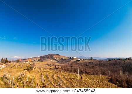 Winter Morning In The Vineyards Of Collio, Italy