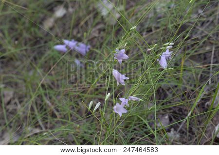 Blooming Of Peach-leaved Bellflower. Plant With Oblong Lilac-blue Fragile Nice Flowers. Closeup