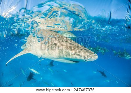 Lemon Shark At The Water Surface At The Bahamas