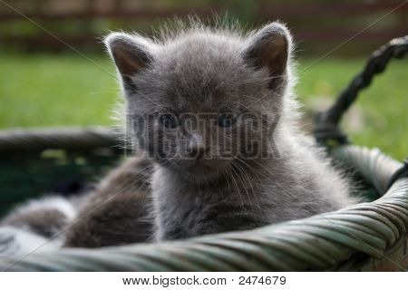 Kitty soñoliento