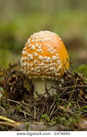 Kırmızı sinek Agaric
