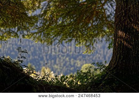 Underbrush And Shadows In Chartreuse Mountain Range Forests