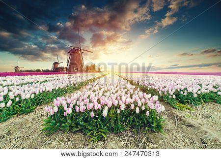 Traditional Netherlands Holland Dutch Scenery With One Typical Windmill And Tulips, Netherlands Coun