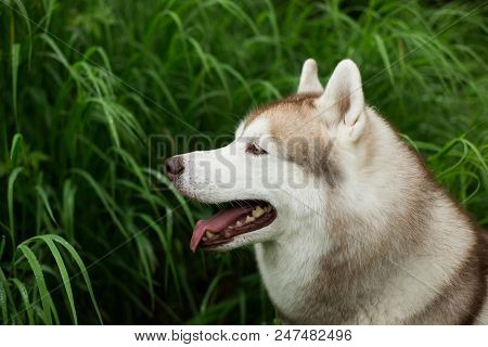 Close-up Portrait Of Beautiful Beige Dog Breed Siberian Husky With Tonque Hanging Out Sitting In The