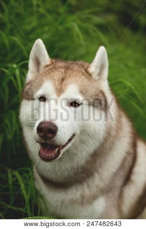 Close-up Portrait Of Cute Beige Dog Breed Siberian Husky With Tonque Hanging Out Sitting In The High