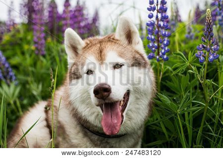Close-up Portrait Of Smiley Beige Dog Breed Siberian Husky With Tonque Hanging Out Sitting In Lupin 