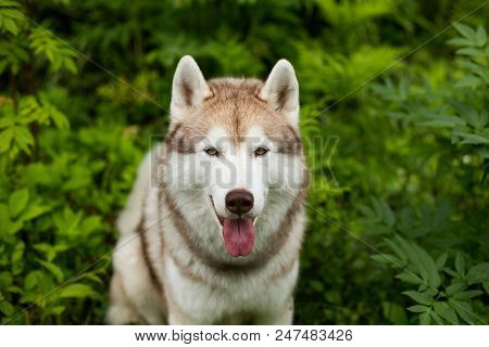 Portrait Of Gorgeous Beige Dog Breed Siberian Husky With Tonque Hanging Out Standing In The Green Fo
