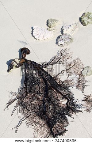 Black Sea Fan On A White Sand Beach On Silk Caye, Off Placencia, Belize