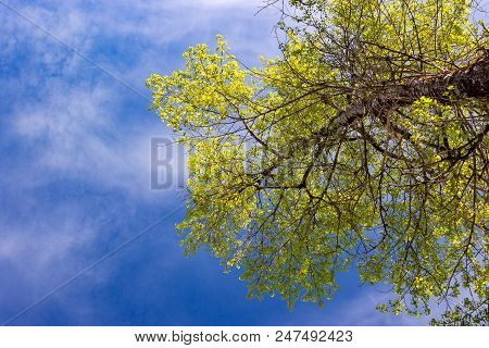 Crown Poplar With Fresh Young Foliage And Blue Sky With Clouds.