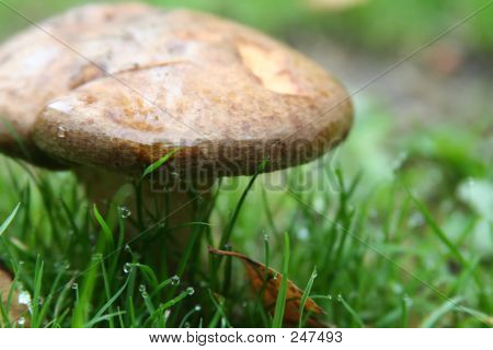 Champignon