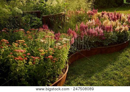 Field Of White And Pink Astilba. Garden Design