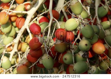 Palm Tree Berries Fruit At Different Stages Of Ripeness