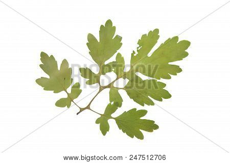 Herbarium With Dry Pressed Plants On White Background.