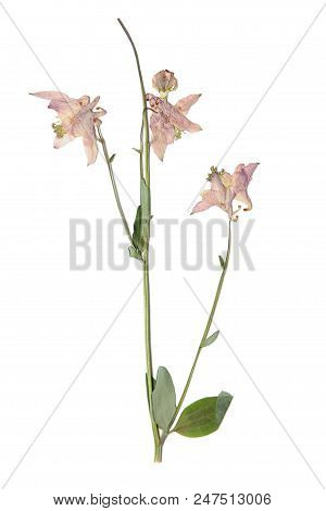 Herbarium With Dry Pressed Plants On White Background.
